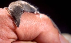 Etruscan shrew resting on a person's finger.