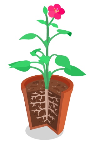 Cartoon of a pink flower with green leaves down the stem growing in a flowerpot with a quarter cut away to show the root system.