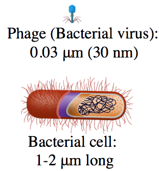 Phage (Bacterial virus): 0.03 micrometers (30 nm). Bacterial cell: 1-2 micrometers long.