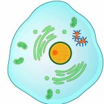 Interphase
