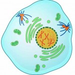 Prophase (Early)