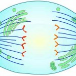 Anaphase