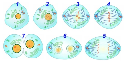 Cell 1 has an intact nucleus. Cell 2 has a degrading nuclear membrane enclosing X-shaped molecules and cylinders with lengthening lines moving apart from each other. Cell 3 has opposing cylinders with long lines extending towards the center where X-shaped molecules are gathering. Cell 4 has X-shaped molecules lined up in the middle with the lines from the opposing cylinders attaching to the X-shaped molecules. Cell 5 is elongated with the lines from the cylinders splitting the X-shaped molecules in half and pulling them apart. Cell 6 is elongated with two forming nuclear membranes around the unraveling X-shaped molecules. Cell 7 contains two fully formed nuclei and the membrane pinches in at the middle.