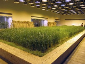 Small bed of tall grass in a room under blue and white lights.