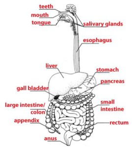 Labeled diagram of digestive system.