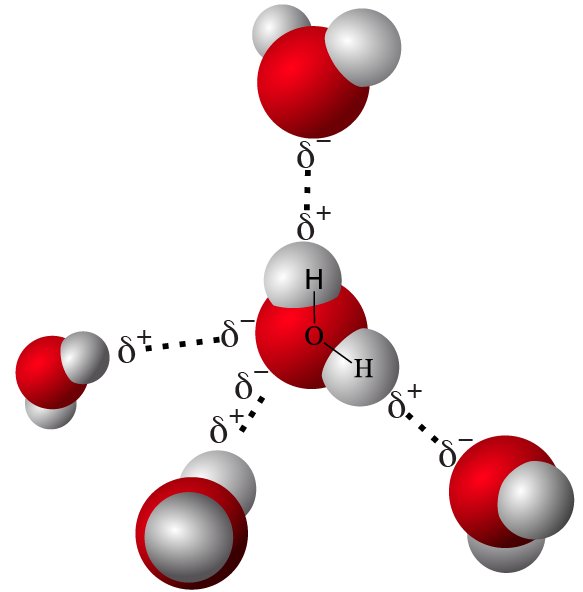 3D models of 5 water molecules with delta charges and 4 hydrogen bonds.