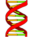 DNA, 108px-DNA_icon.svg