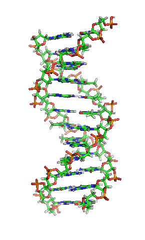GIF of stick model of a DNA molecule rotating counterclockwise.