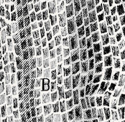 01_Hooke_Micrographia_cork_1280 copy
