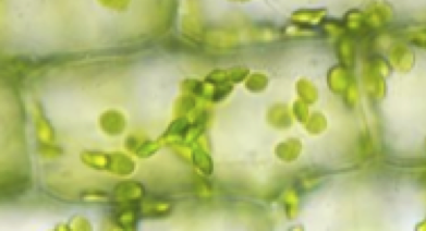 02_elodea