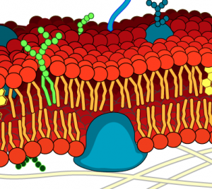 Organization of molecules in cell membranes. Magnified more than 20,000 times. Source, Wikipedia, created by LadyofHats)