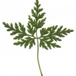 Organization in a geranium leaf. Magnified 0.25 X. Source, Wikipedia, by Sigman)