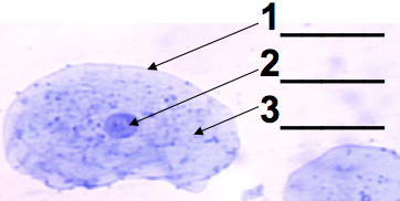 Light microscope image of a purple-dyed human cheek cell. 1 labels the cell membrane. 2 labels the nucleus. 3 labels the cytoplasm.