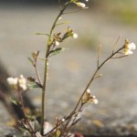A plant bending towards the light (source: wikipedia, "Arabidopsis thaliana" by Brona)