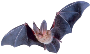 Flying bat whose ears at least three times longer than its head.