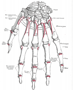 Anatomy of the human hand, from Gray's Anatomy (source: Wikipedia)