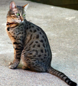 cat