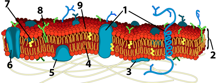 Cell membrane diagram. Described under the heading 3a. Membrane Proteins.