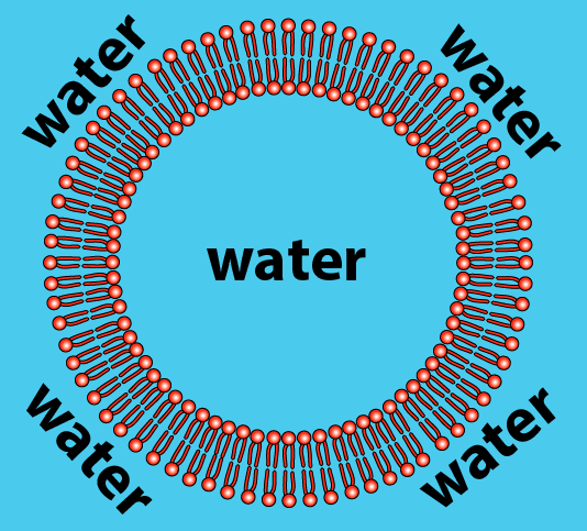 Circular membrane with two layers of phospholipids. Water surrounds and fills the membrane.