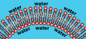 Phospholipid bilayer in water.