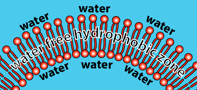 Slice of membrane. Described under the heading 4. Phospholipids.