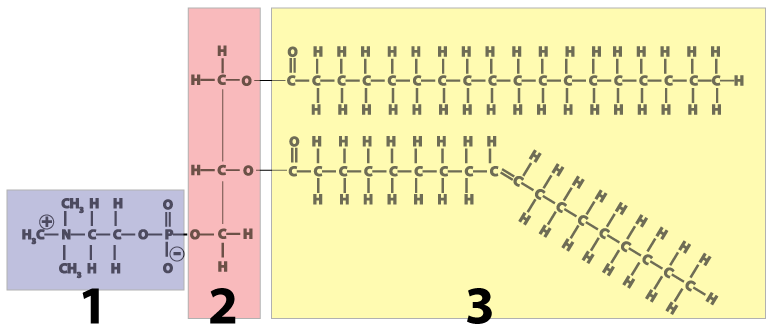 Phospholipid diagram. 1 is the phosphate-bearing head. 2 is the glycerol. 3 is the two fatty acids.