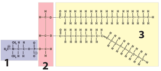 Phospholipid Structure