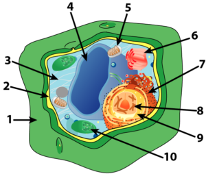 Diagram of an illustrated plant cell. Numbered arrows point to different structures. The plant cell is roughly cuboidal in shape and contains numerous organelles.
