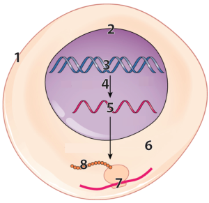 Described under the heading 1b. RNA Overview.