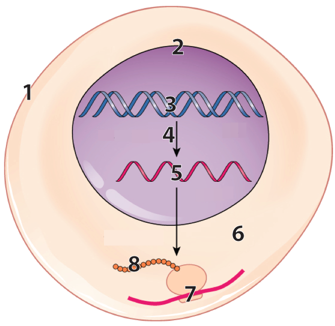 Numbered diagram of transcription and translation within a cell (1). DNA (3) inside the nucleus (2) is transcribed (4) into RNA (5). The RNA leaves the nucleus to enter the cytoplasm (6) and interact with a ribosome (7) to translate a sequence of amino acids (8).
