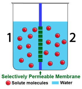 Side 1 and 2 have equal concentrations of solute molecules in water.