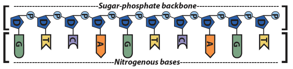 DNA polymer labeled with the sugar-phosphate backbone (D-P) and the Nitrogenous bases (T, G, A, C).