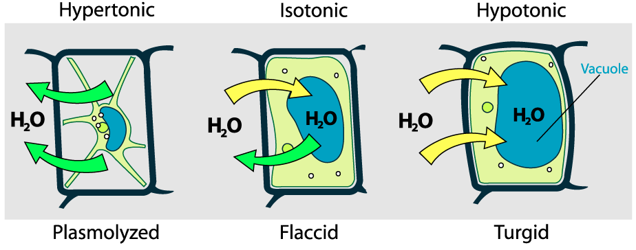 3 plant cells under different conditions. Hypotonic: plasmolyzed; water leaves the cell and the cell membrane shrivels away from the cell wall. Isotonic: flaccid; water moves into and out of the cell. Hypertonic: Turgid; water enters the cell and the cell is swollen.