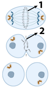 Cytokinesis in animal cells. Described under the heading 5f. Cytokinesis.