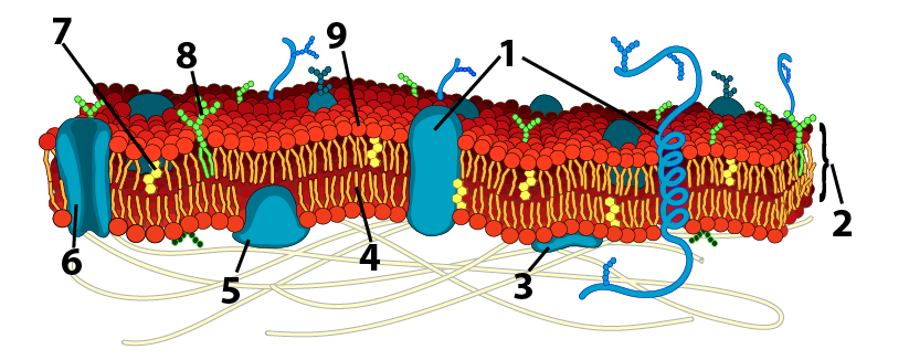 Cell Membrane Structure