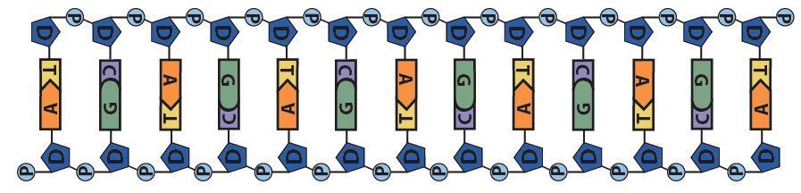 Strand of DNA showing circular Ps connected to pentagonal Ds connected to one of four bases: A, T, C, or G.