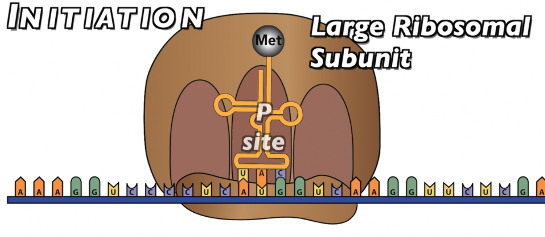 The large ribosomal subunit binds with the small subunit such that the Met-carrying tRNA is seccure in the P site.