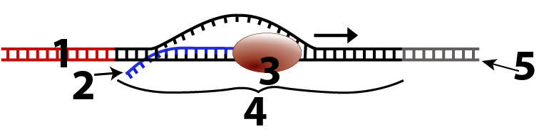 1. Red segment of double-stranded molecule at the beginning. 2. Blue single-stranded molecule partially attached to the bottom edge of the double-stranded molecule. 3. Oval protein covering the end of the attached side of the single-stranded molecule. 4. The whole segment of black double-stranded molecule that includes a bulge where the strands are separated to allow 2 and 3 to move along it. 5. A gray segment of double-stranded molecule at the end.