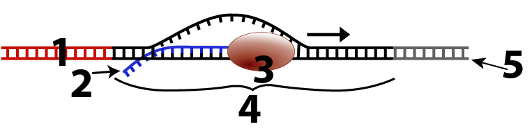 10_transcription, numbered