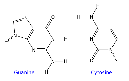Diagram showing the Lewis structures of guanine and cytosine, associated by three hydrogen bonds (two O-H and one N-H).