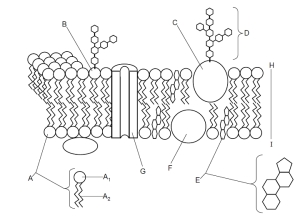 11_Cell_membrane_diagram (cronodon). 