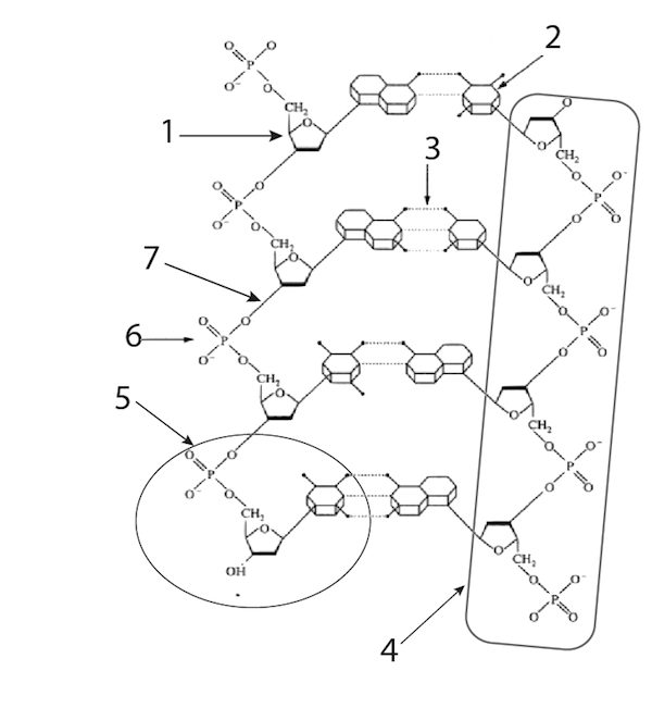 13c_DNA for qwiz, 2014