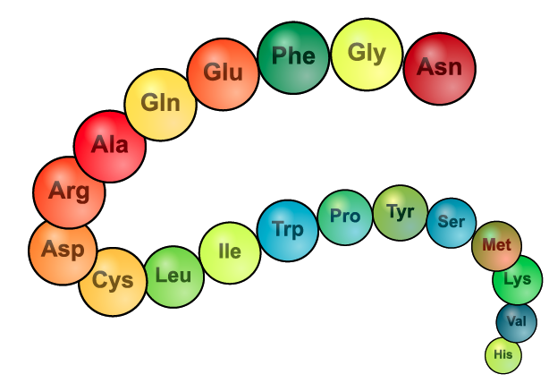 Polypeptide chain containing 19 amino acids.