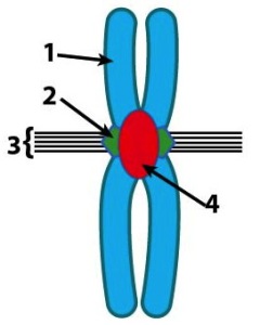 1 labels one half of an X-shaped molecule. 2 labels a horizontal band around 1 where the X crosses. 3 labels a series of horizontal lines that attach to 3. 4 labels a vertical red oval that connects both halves of 1. 