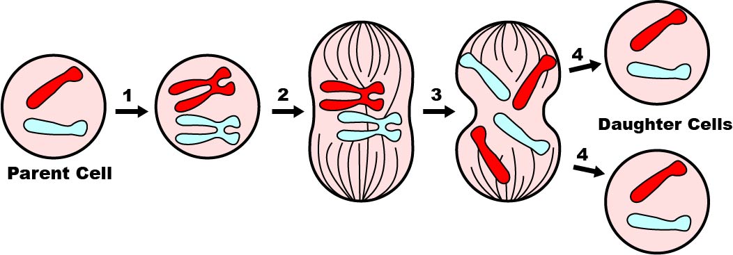 Simplified mitosis diagram. 