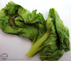 Lettuce is floppy and folding over itself.