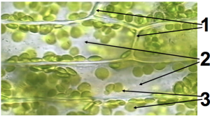 Elodea cells. Elongated polygons have clear boundaries (1). Space inside the cells with nothing visible (2). Small light green spheres (3). Described under the heading 5a. Elodea Cells.