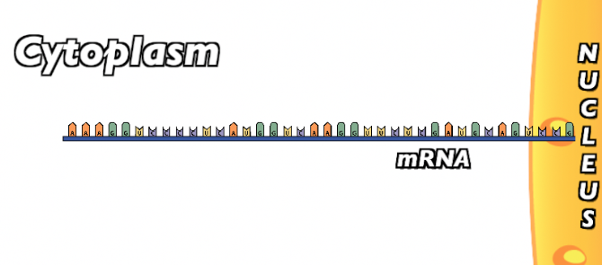 mRNA strand exits the nucleus and enters the cytoplasm.