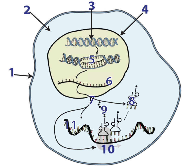 1. Outer membrane. 2. Area inside the cell. 3. Double helix molecule. 4. Large circular membrane inside the cell. 5. Double helix molecule with a bubble separating the strands and new bases being added on one side. 6. Single stranded molecule. 7. Hole in 4. 8. Roughly T-shaped loop with 3 bases at one end. 9. Linked chain of small circles emerging from 8 when interacting with 10 and 11. 10. Two-part structure interacting with 8 and 11. 11. Single-stranded molecule in 2 interacting with 8 and 10.