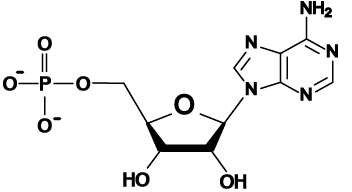 03_ribonucleotide
